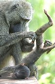 Anubis Baboon female deworming his baby Uganda 