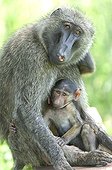 Anubis Baboon female with his small Uganda 