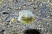 Young Boxfish swimming above black sand Sulawesi