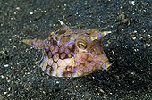 Young Boxfish swimming near the sandy bottom Sulawesi
