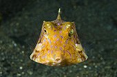 Young Boxfish swimming near the sandy bottom Sulawesi