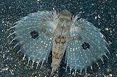 Oriental Flying Gurnard swimming Sulawesi Indonesia