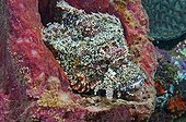 Tassled Scorpionfish camouflaged in a Sponge Sulawesi
