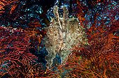 Cuttlefish hunting in a Red Gorgonian Sulawesi Indonesia