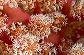 Polyps of a Red Gorgonian Sulawesi Indonesia