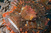 Head of a Scorpionfish in a coral reef Sulawesi
