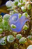 Blue Ascidian and other Urochordates floating Sulawesi Asia