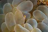 Cleaner Shrimp in a Bubble Coral Sulawesi Indonesia
