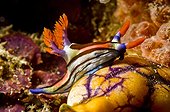 Multicolored Nudibranch crawling over an Ascidian Sulawesi