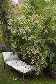 Sofa and hydrangea 'Green Spire' in a garden in autumn