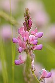 Moutain sainfoin in bloom in the Alps in summer