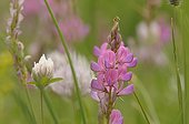 Moutain sainfoin in bloom in the Alps in summer