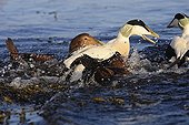 Males Common Eiders fighting on the sea Norway