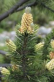 Norway spruce in bloom at Lautaret alpin garden