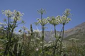Hogweed in bloom in the alps in summer