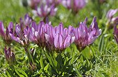 Alps clover in bloom in the alps in summer