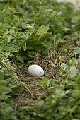 Brown Noddy egg in its nest on the island of Huon 