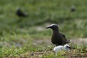 Brown Noddy and chick on the island of Huon 