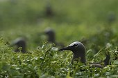Brown Noddy nesting on the island Huon 