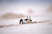 Crab digging its burrow on the beach in the island of Huon  ; Common on the beaches of coral islands of the lagoon 
