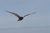Brown Noddy in flight Entrecasteaux Reefs