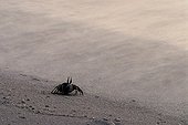 A crab on the beach at dusk Ilot Huon  ; Common on the beaches of coral islands of the lagoon