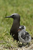 Brown Noddy adult and chick on the island Huon