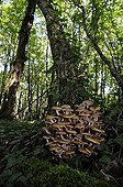 Tuft of Ringless honey mushrooms