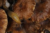 Slug on a ringless honey mushroom