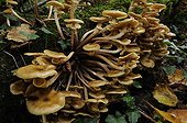 Honey mushrooms
