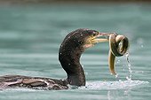 Great Cormorant catch an eel in a pond Alsace 