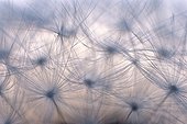 Close up of Dandelion seeds in May 