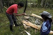 Debarking a tree before cutting into boards Ecuador