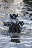 Hippopotamuses face in water Masai Mara Kenya
