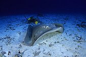 Pink whipray cleaned by butterflyfishes, Aldabra Atoll, Indian Ocean, Seychelles