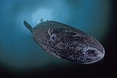 Greenland shark under ice, Lancaster Sound, Nunavut northern, Baffin Island, Canada Arctic