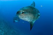 Ocean Sunfishes, Bali Island, Indo-Pazific, Indonesia