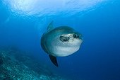 Ocean Sunfish, Bali Island, Indo-Pazific, Indonesia