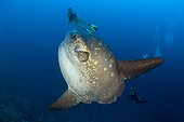 Ocean Sunfish and Diver, Bali Island, Indo-Pazific, Indonesia