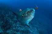 Ocean Sunfish, Bali Island, Indo-Pazific, Indonesia