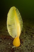 fleshy sea pen, British Columbia, Pacific Ocean, Canada
