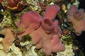Pink Sponge, Susac Island, Adriatic Sea, Croatia
