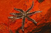 Seven-armed Starfish on red encrusting Sponge, Brusnik Island, Adriatic Sea, Croatia