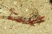 King Shrimp, Alor, Lesser Sunda Islands, Indo-Pacific, Indonesia