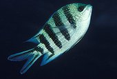 Scissor-tail Sergeant, Sinai, Shark Bay, Red Sea, Egypt