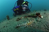 Kuruma Prawn and Diver, Piran, Adriatic Sea, Slovenia