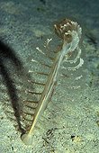 Sea Pen, Marsa Alam, Red Sea, Egypt