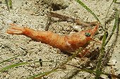 Penaeidae Shrimp, Kas, Mediterranean Sea, Turkey