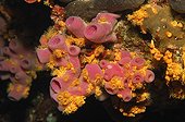Pink Sponge and Yellow Zoanthid, Svetac, Vis Island, Mediterranean Sea, Croatia