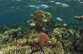 Sergantfishes over Reef, Marsa Alam, Red Sea, Egypt